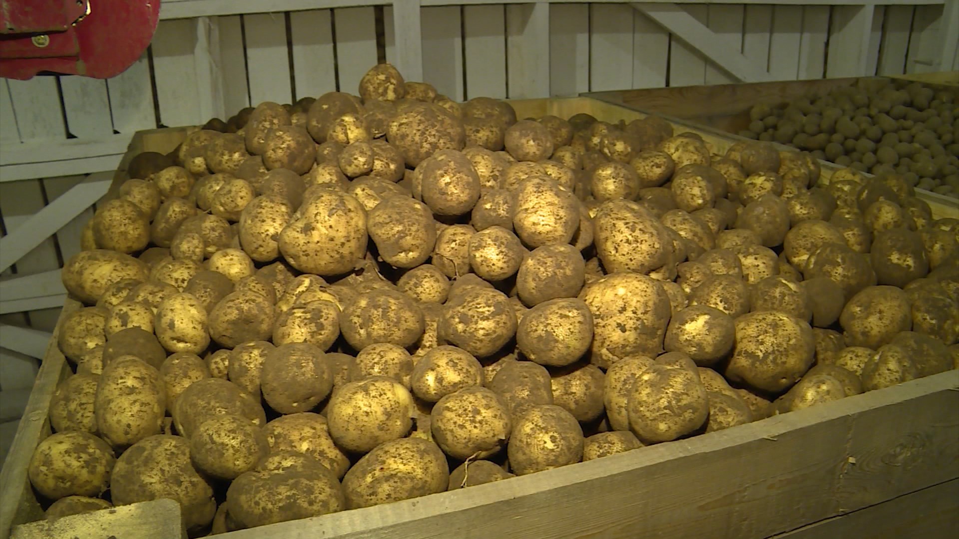 В Костромской области создадут предприятие по выращиванию семенного картофеля высокоурожайных сортов