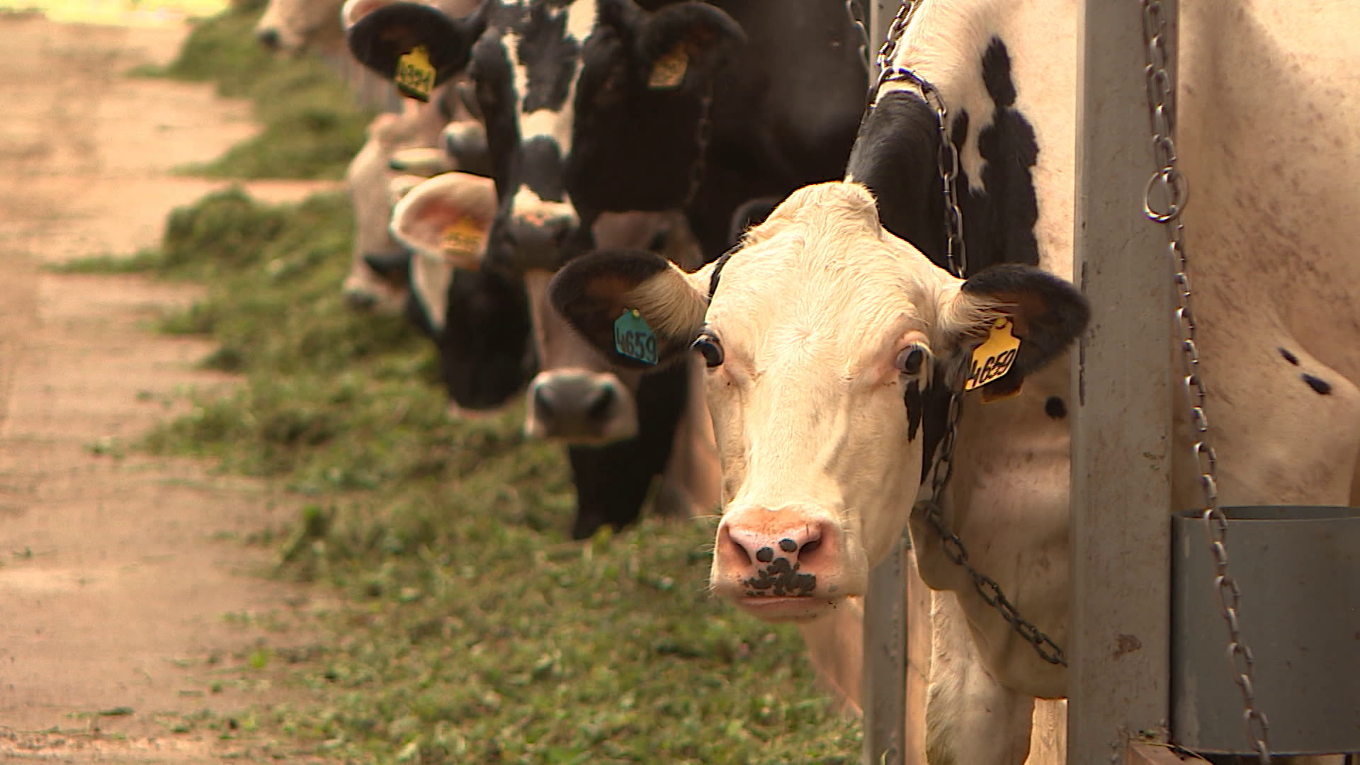 Костромские коровы стали производить больше молока