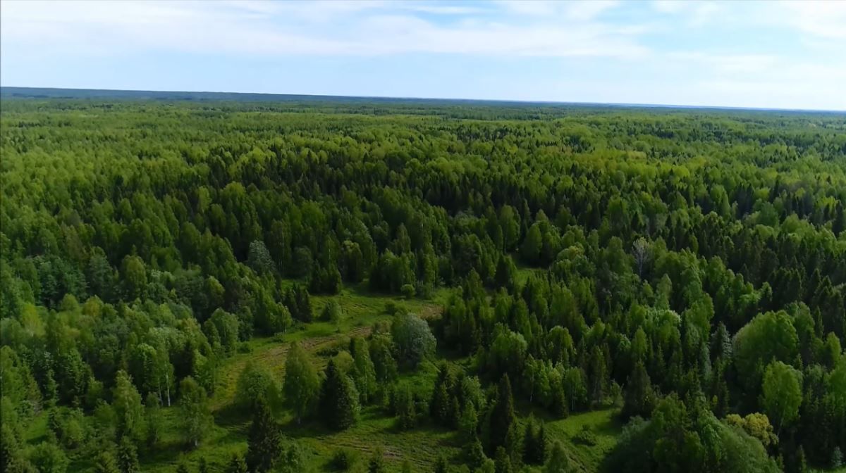 Костромской заповедный лес признали уникальным на международном уровне