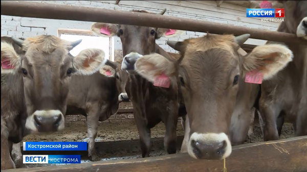 Сколько корова даст молока - костромичи хотят знать ещё до её рождения