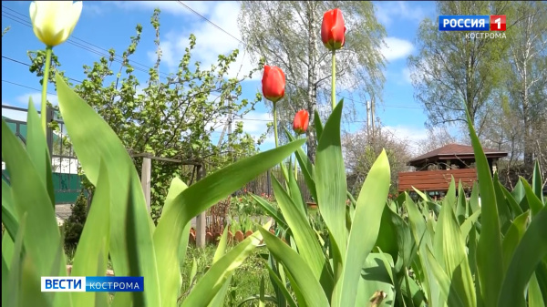 Костромским огородникам не стоит унывать из-за холодных майских дней