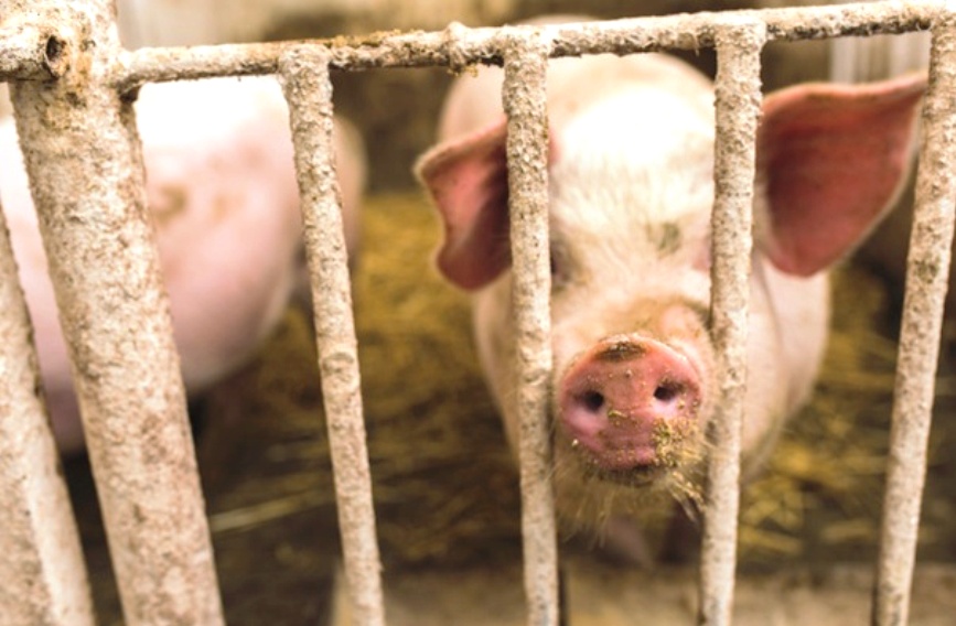 У границ Костромской области выявлена африканская чума свиней