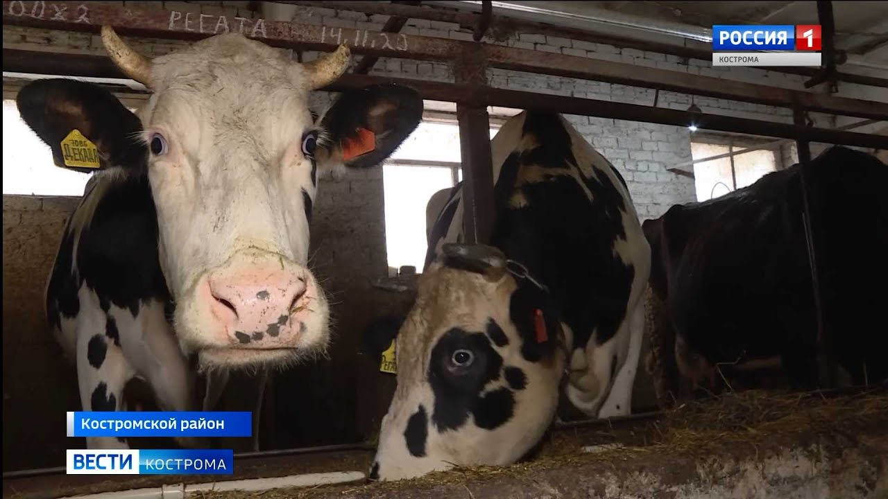 МТС оснастила датчиками 20 костромских коров