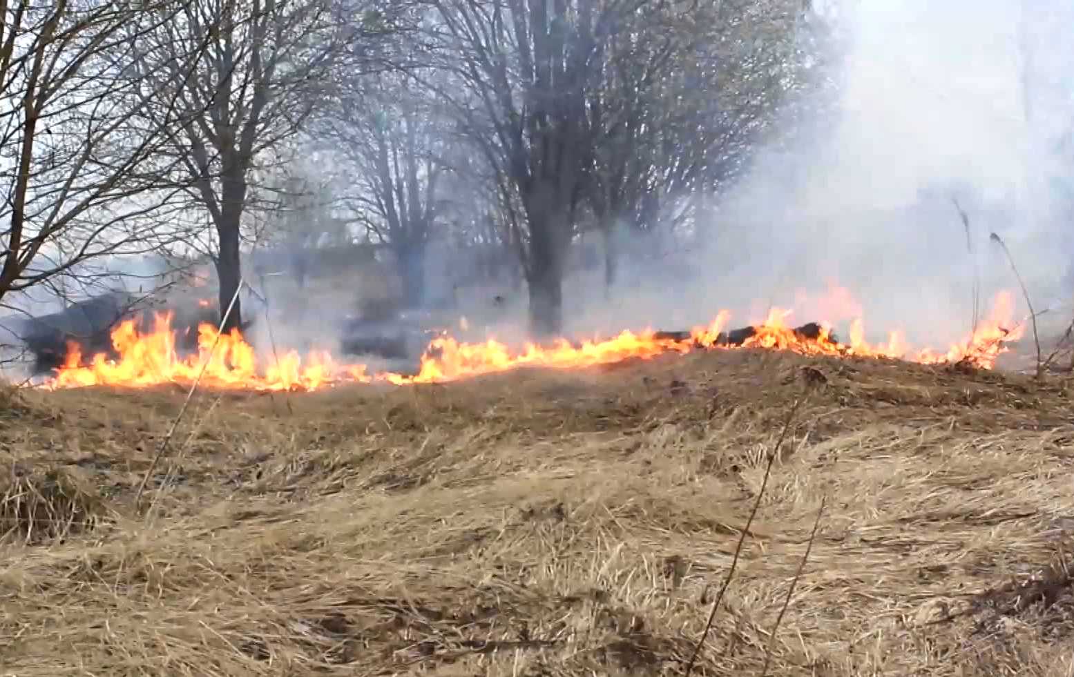 В Нерехтском районе нашли поджигателей травы