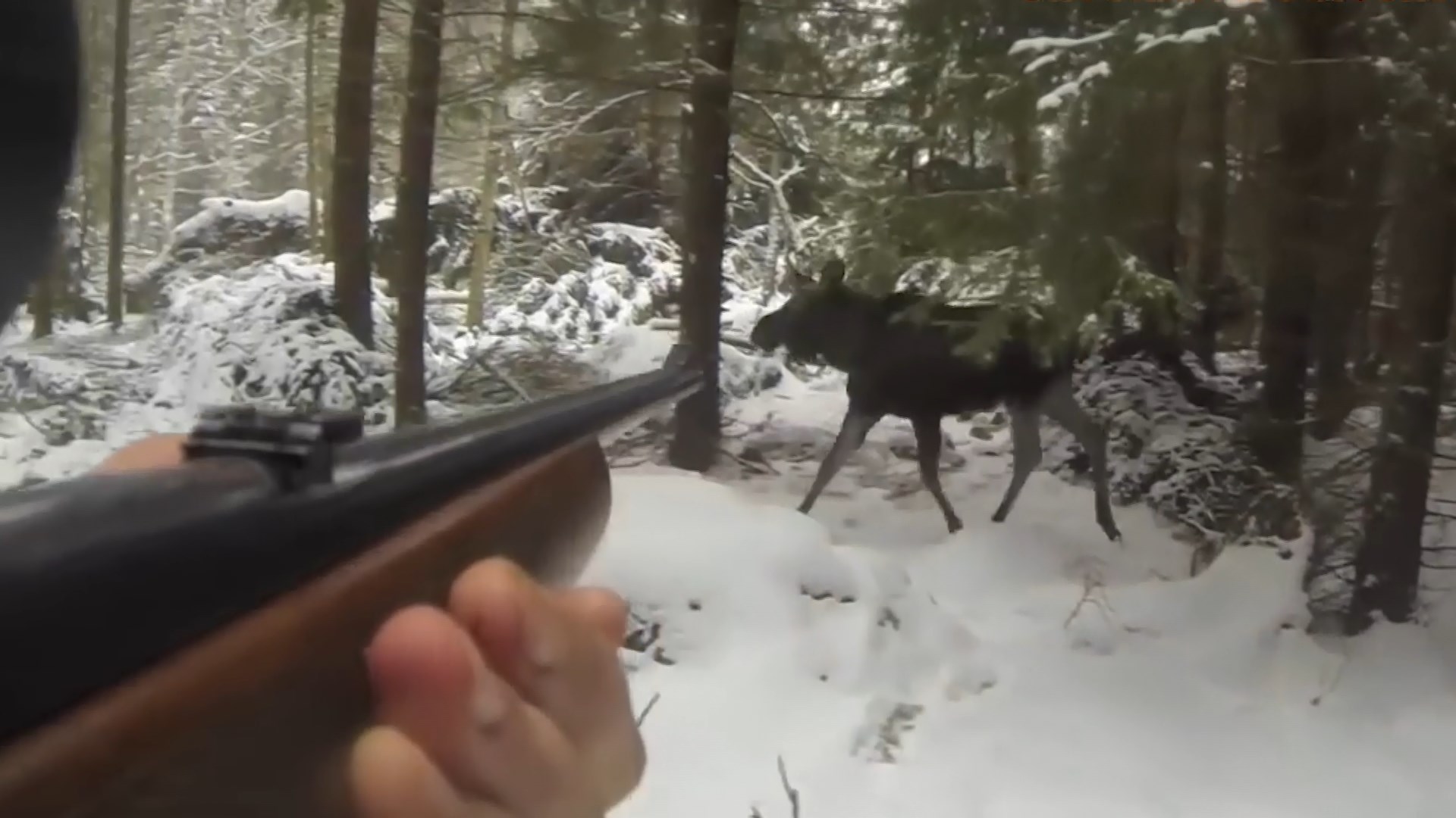 Охотник ответит за незаконное убийство лосей в костромском лесу