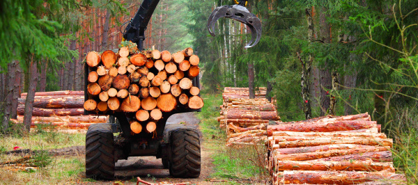 Костромские леса стали приносить значительно больше денег в региональную казну