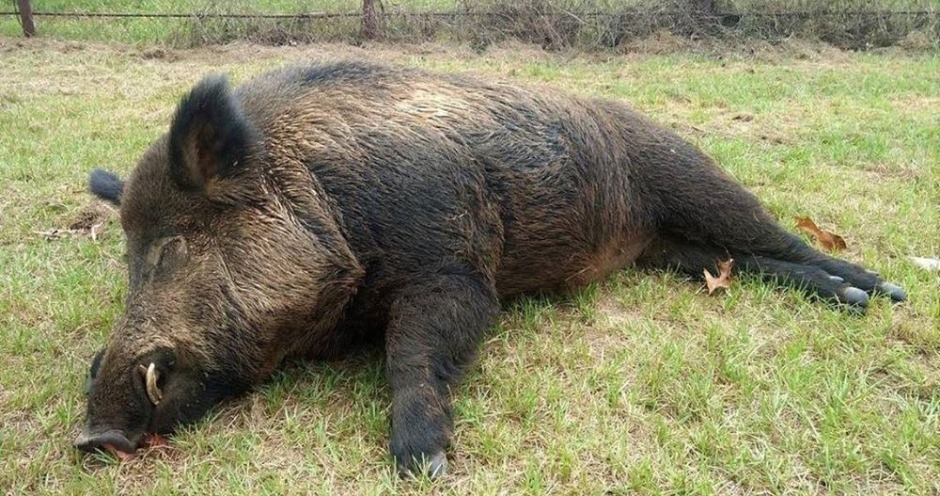 У дикого кабана в Костромской области обнаружили африканскую чуму свиней