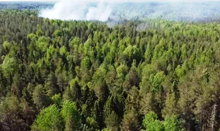 На востоке Костромской области тушат лесной пожар
