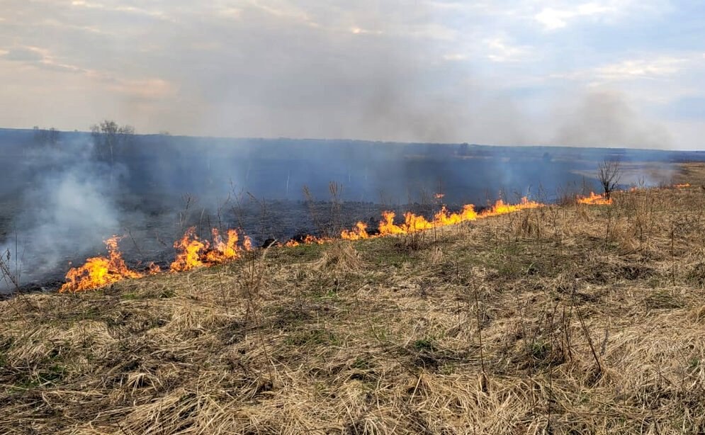 В Нейском районе Костромской области ликвидируют лесной пожар
