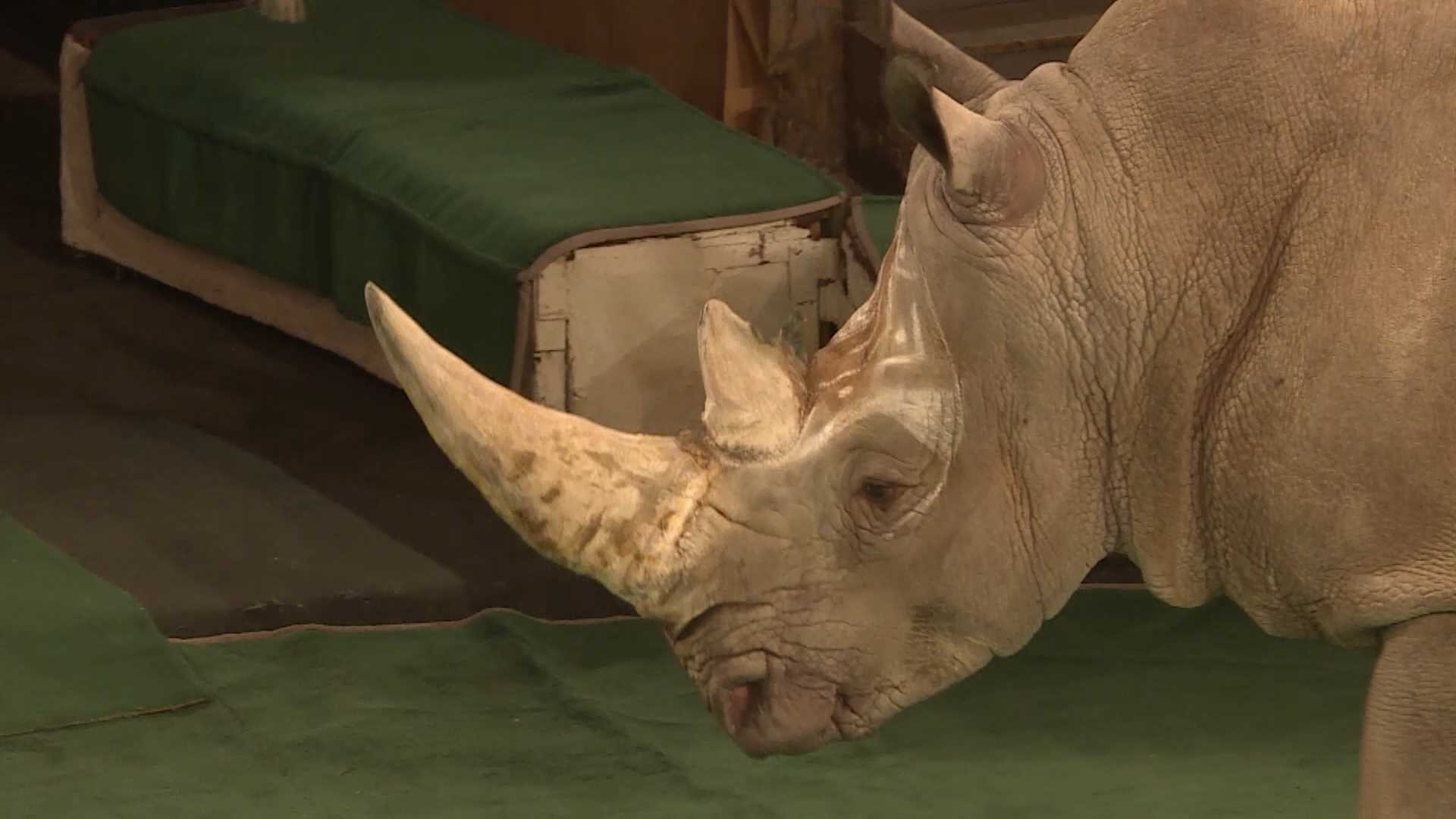 В Костроме готовятся измерить вес носорога 