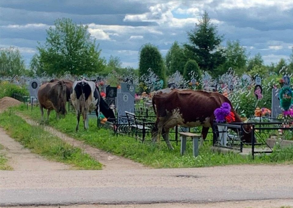 В Нерехте коровы пасутся на кладбище