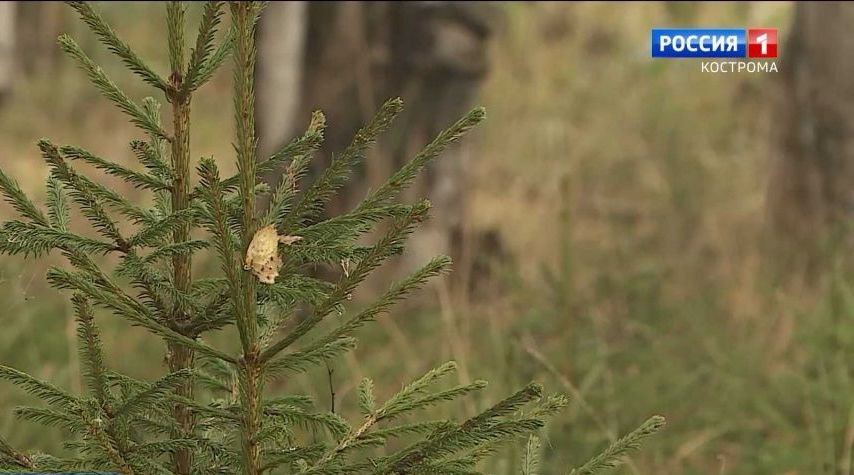 Полицейские вывели заблудившихся в костромских лесах грибников с маленькими детьми