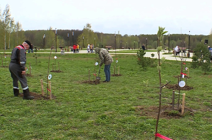 «Сад памяти» пополнил Кострому почти тысячей молодых деревьев