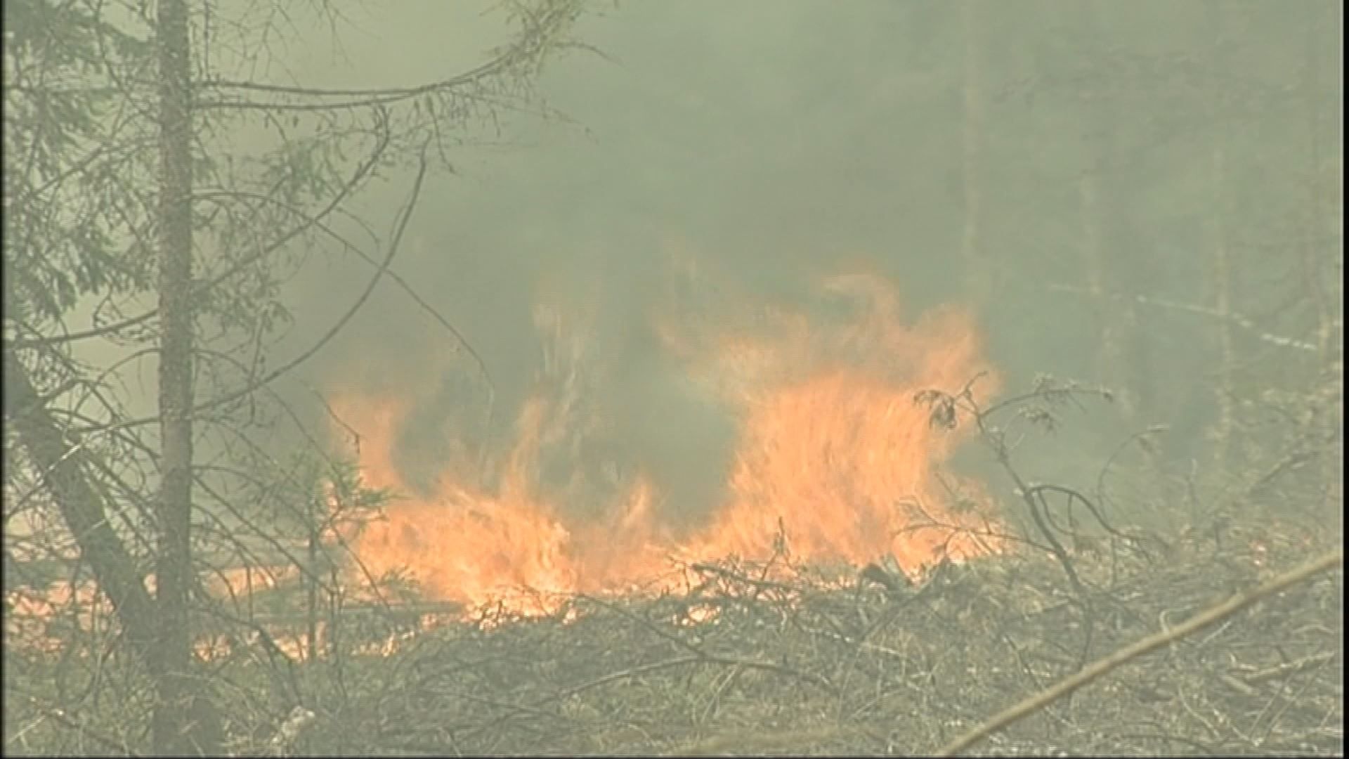 4 возгорания за неделю: ситуацию с лесными пожарами в Костромской области оценивают как напряжённую