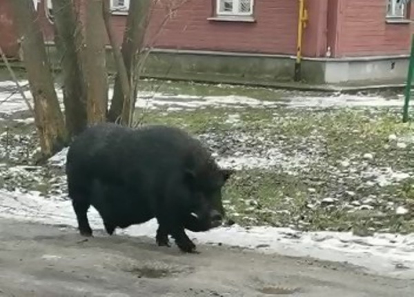 Огромная чёрная свинья на улице перепугала костромичей