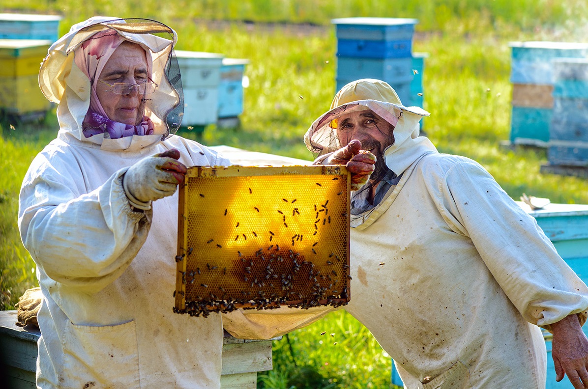 Костромским пчелам выдают паспорта | 24.05.2020 | Кострома - БезФормата