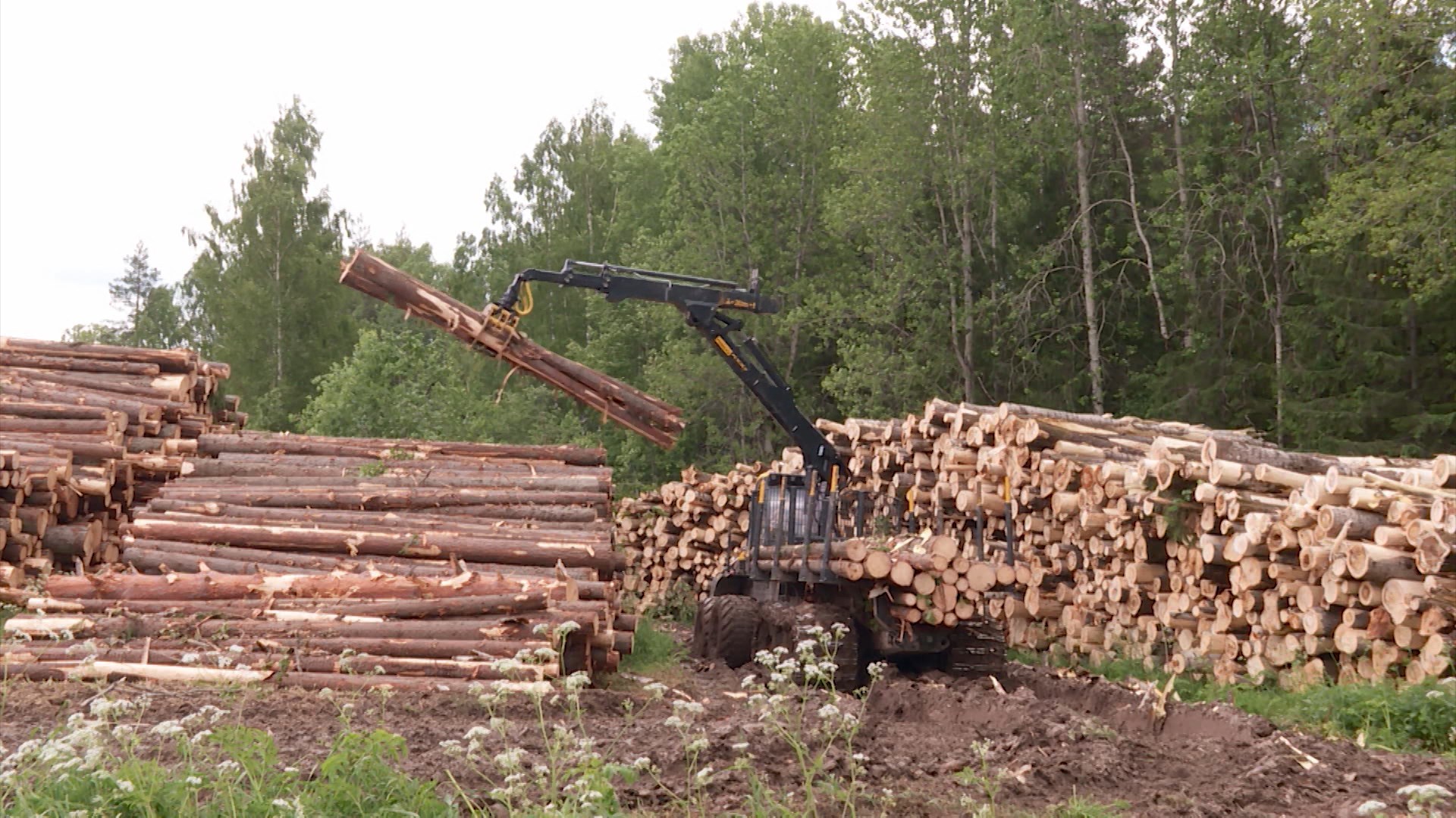 Костромские лесопользователи пополнили казну на 1,2 миллиарда рублей