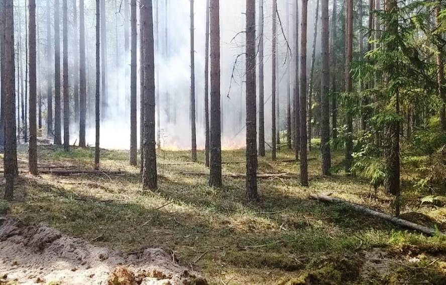 Огненную безопасность костромских лесов возьмут на особый контроль