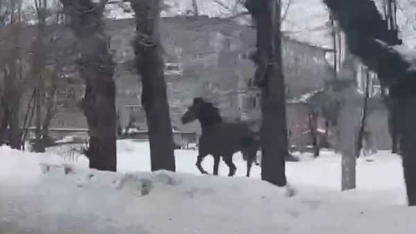 На улицах Костромы обнаружили лошадь на самовыгуле