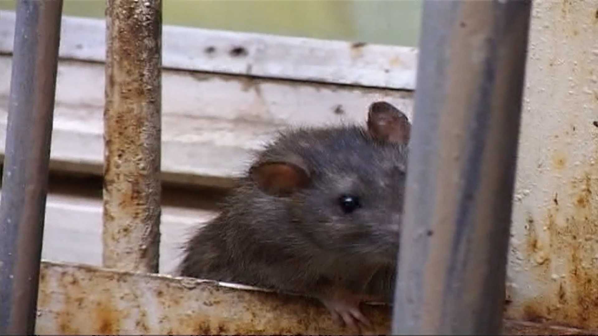 В Костроме подвели итоги сезонной травли крыс