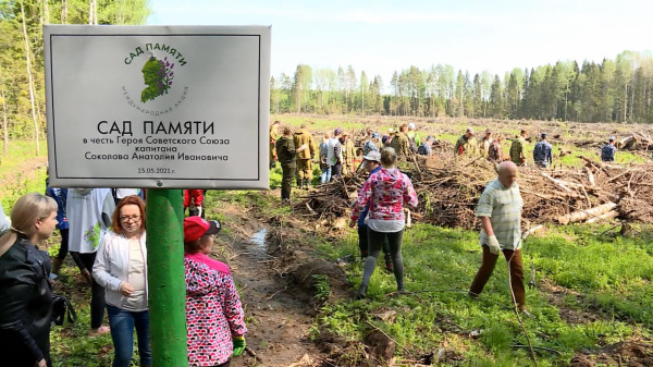 Горожан приглашают присоединиться к посадке сосен в лесу под Костромой