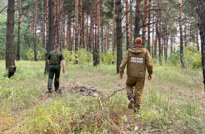 В Красносельском лесничестве под Костромой оперативно потушили лесной пожар