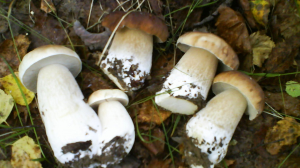 Первый урожай грибов собирают в костромских лесах