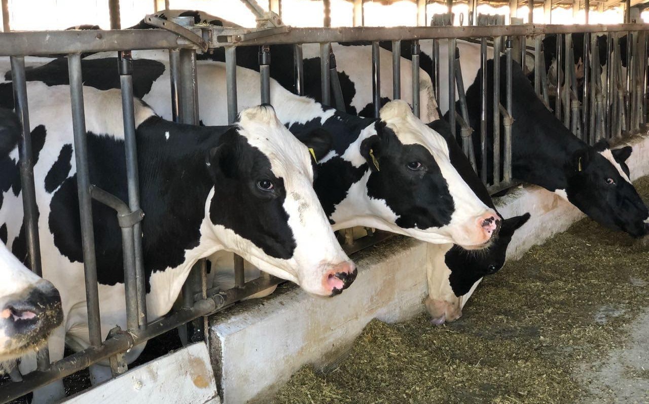 С начала года в Костромской области увеличилось поголовье мясного крупного рогатого скота