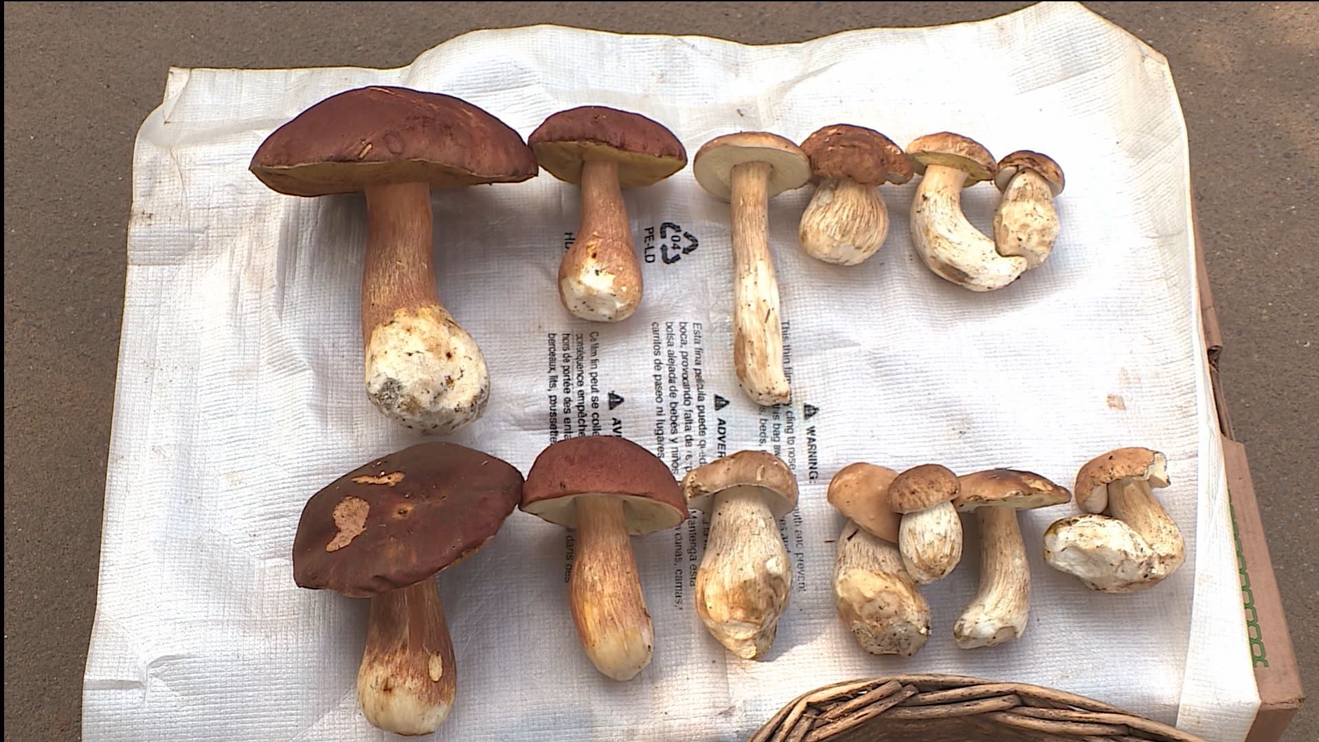 Первый слой прошёл: грибы в костромских лесах пошли на убыль