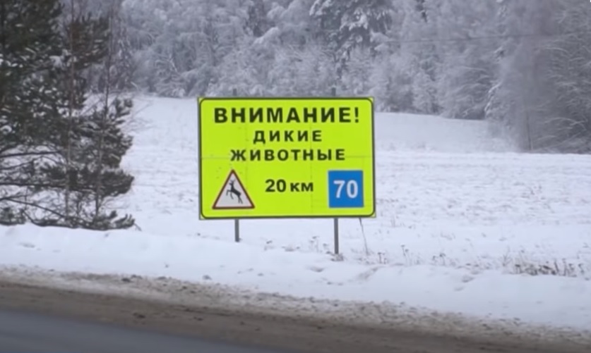 Под Костромой планируют оборудовать «противолосиным» забором еще 8 километров федеральной трассы