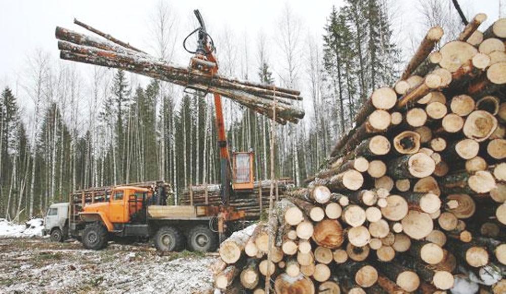 Доходы от лесопользователей в Костромской области выросли почти на треть