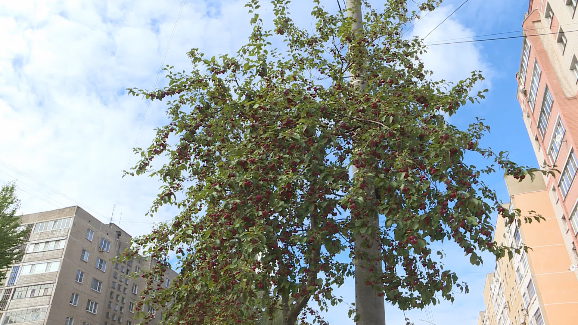 Удивительной красоты яблоня Недзвецкого в Костроме склонилась под весом урожая