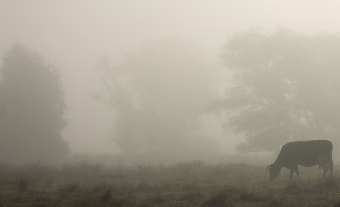 Народные приметы и праздники 30 июня: нечисть в тумане прикидывается белой коровой