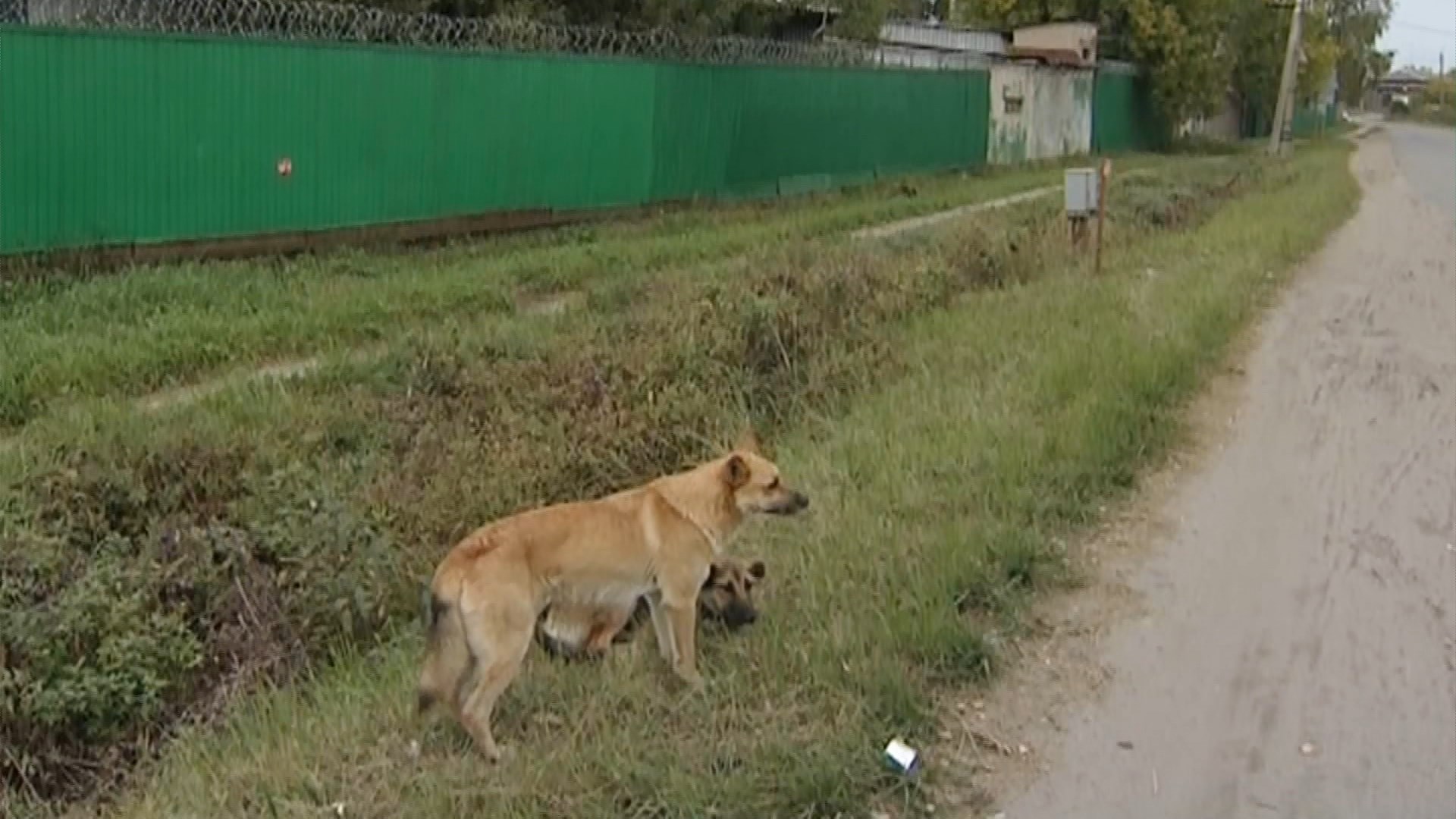 С начала года от укусов бродячих собак пострадали 192 жителя Костромской области