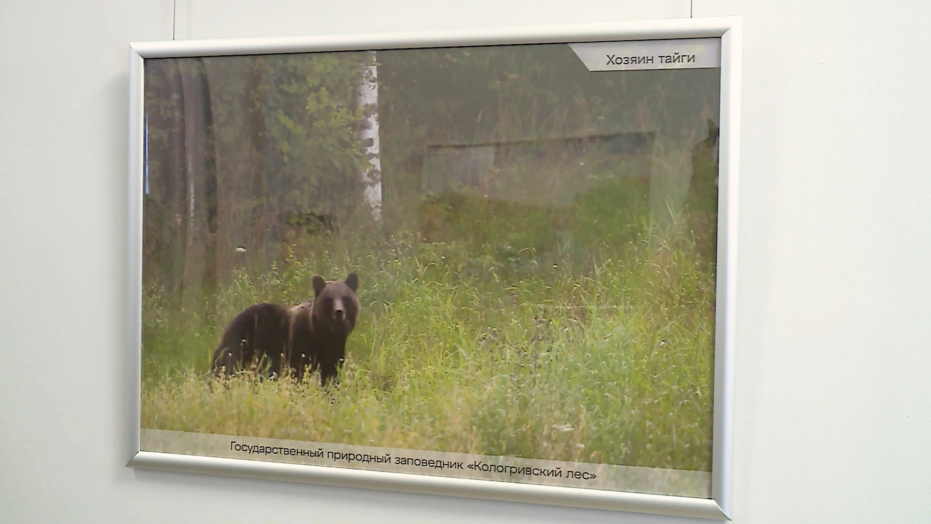 «Путешествие в заповедный лес»: в Костроме заработала выставка фото-художника из Эстонии