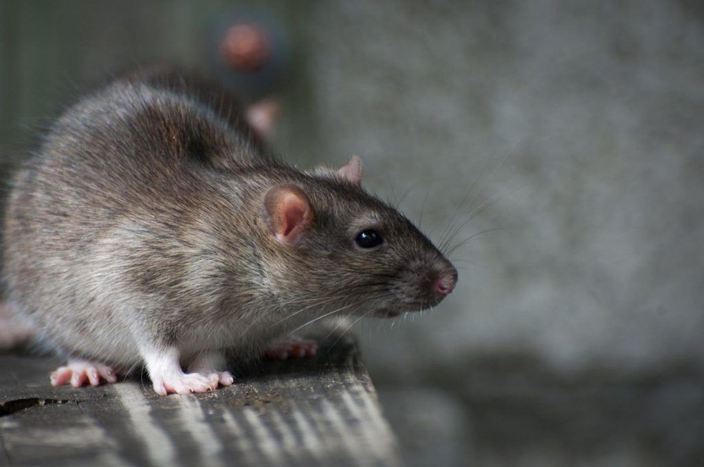 В Костроме стартовал месячник истребления крыс