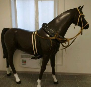Цыганский музей в Костроме собирает деньги на лошадь