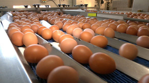 Костромские птицевоцы нарастили производство яиц