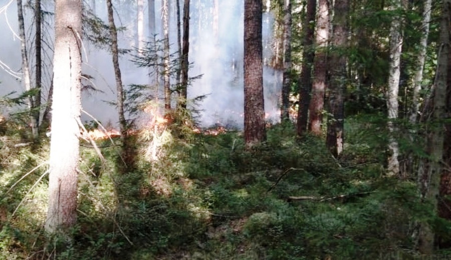 Лесной пожар в Костромской области потушили спустя сутки