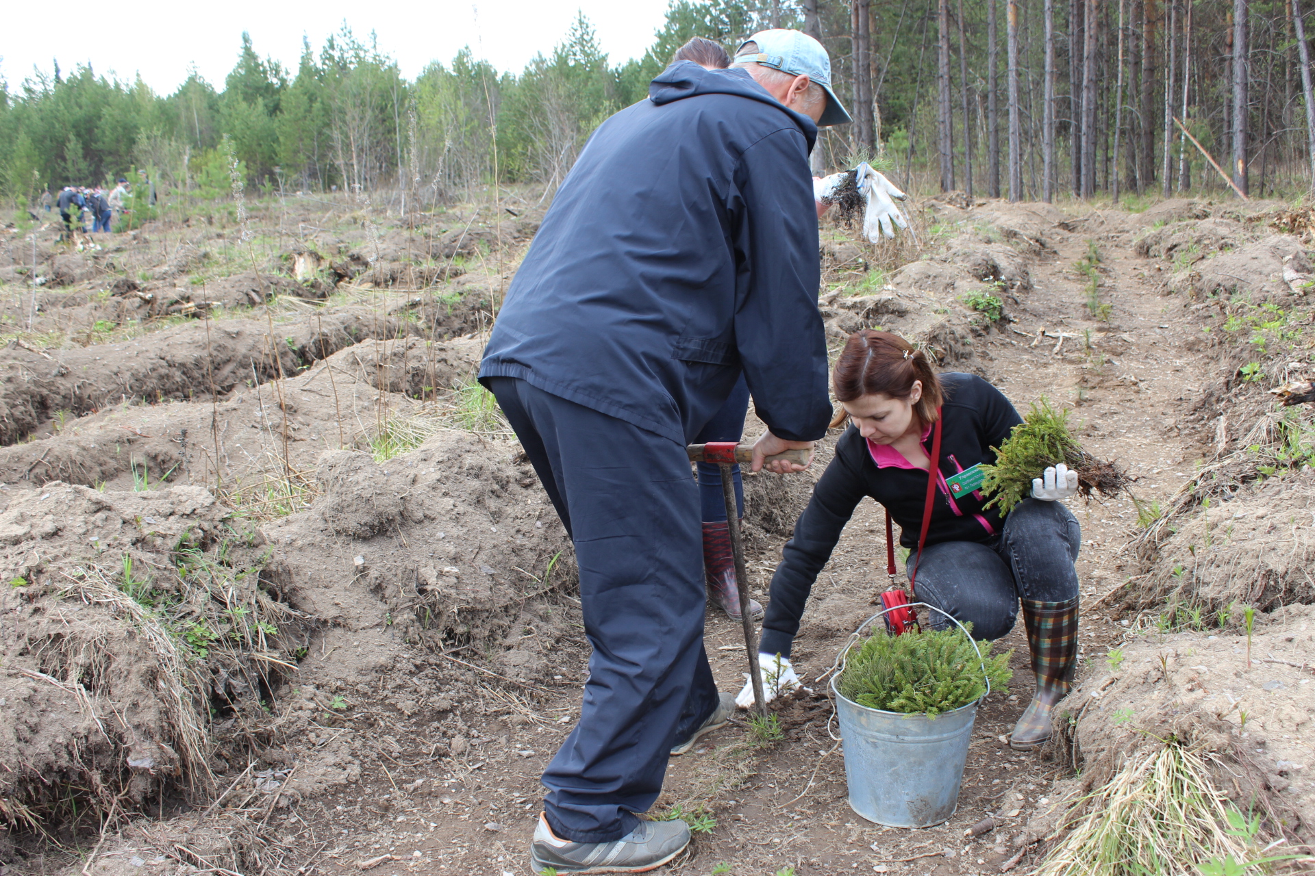 Костромские леса восстанавливают с небывалой оперативностью