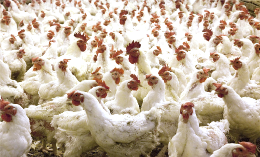 В Костромской области утверждён комплекс мероприятий по профилактике гриппа птиц