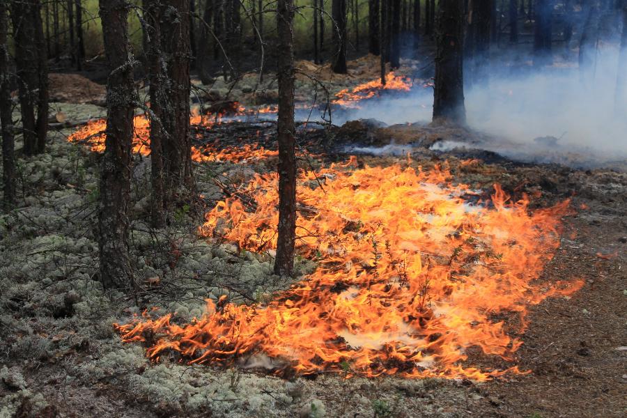 Под Макарьевом локализован лесной пожар