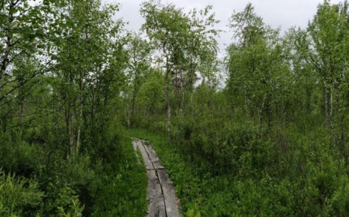 В Костромской области благоустроят болотную тропу