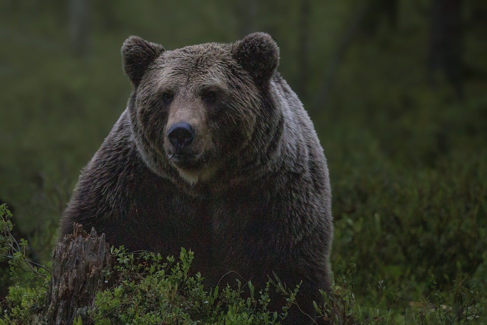 Костромским медведям спасаться от охотников осталось недолго