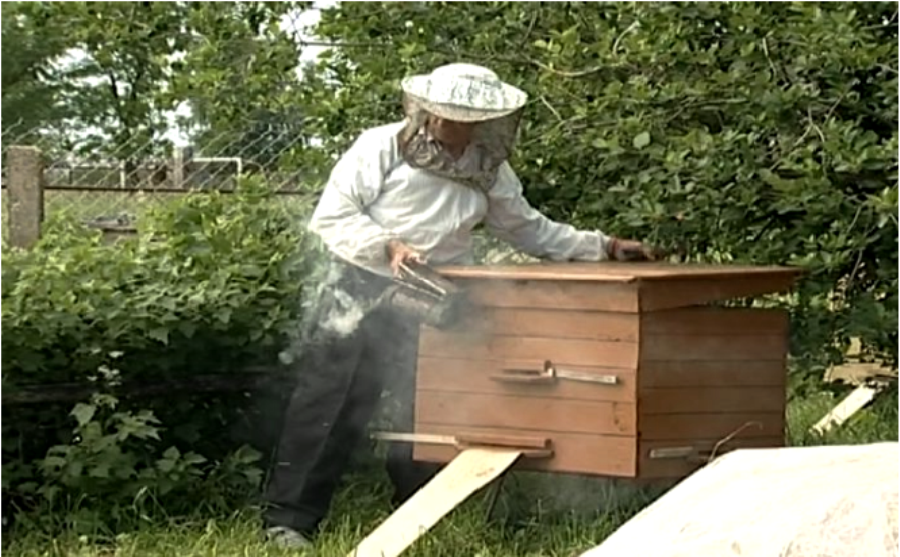 В Костромской области расширят направления поддержки пчеловодов