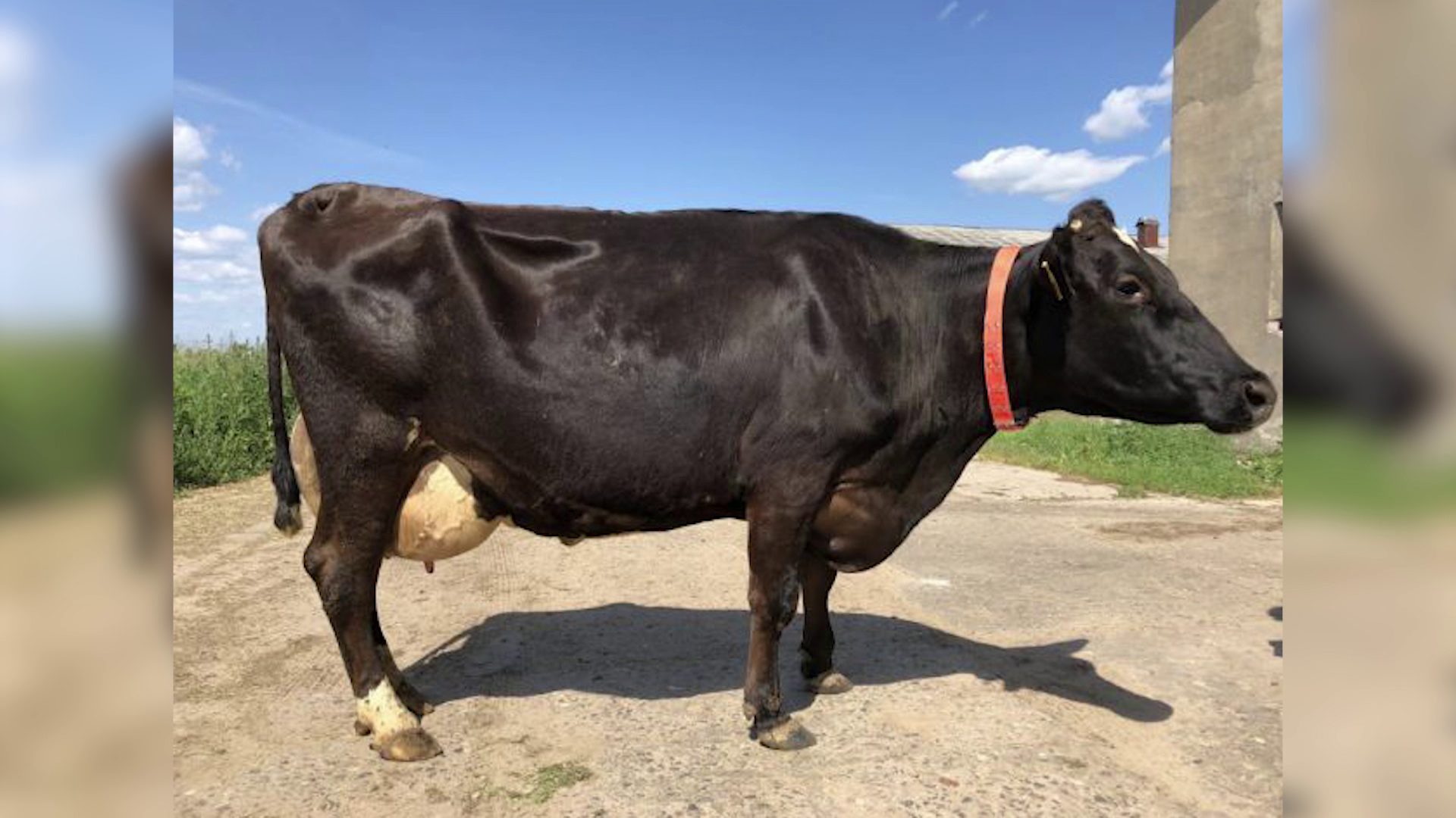 В Костромской области появилась корова-рекордсменка