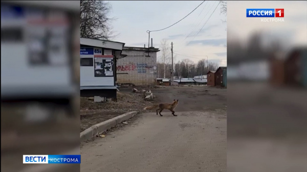 По улицам ходила… Прохожие встретили в Костроме взрослую лисицу