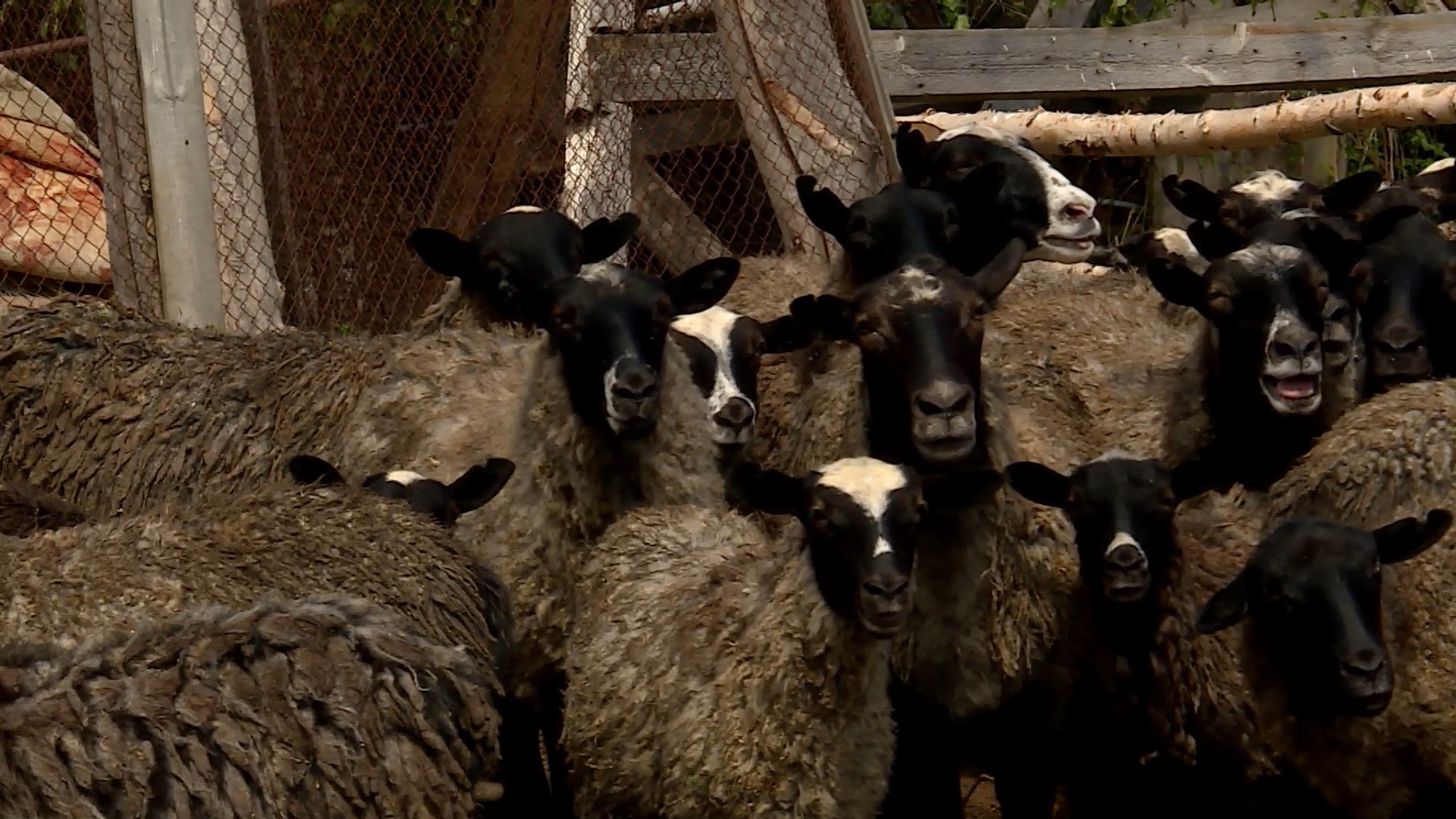 В Костромской области выявлен очаг заболевания оспы овец