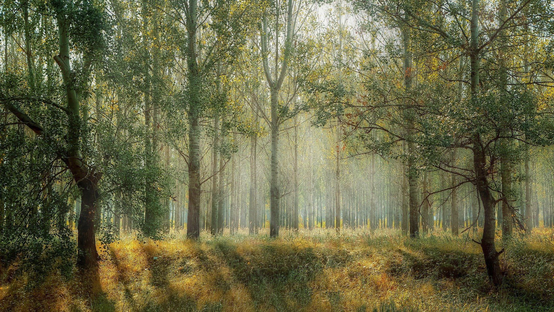Леса вокруг Костромы получили статус «зеленого пояса»