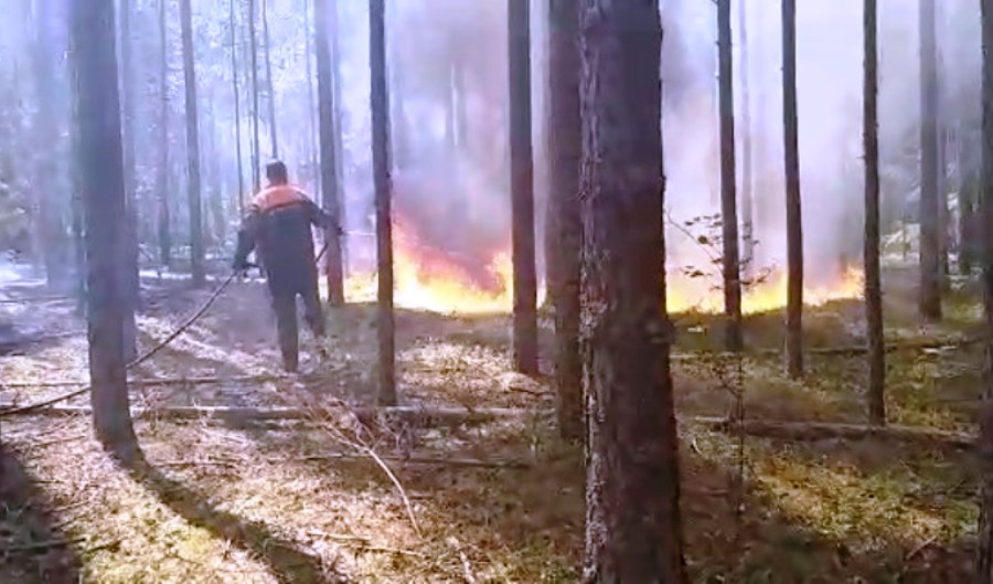 Лесной пожар в Костромской области тушат на 85 гектарах